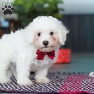 Nick, Bichon Frise Puppy